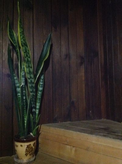 Лот: 7440403. Фото: 1. Сансевиерия-триколор взрослая. Горшечные растения и комнатные цветы
