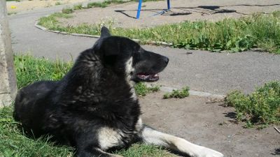 Лот: 7957081. Фото: 1. Отдам собаку в хорошие руки. Собаки, щенки