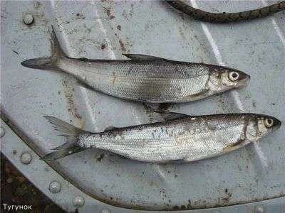 Лот: 7998288. Фото: 1. Тугун (Северная рыба) Тугунок. Икра, рыба, морепродукты