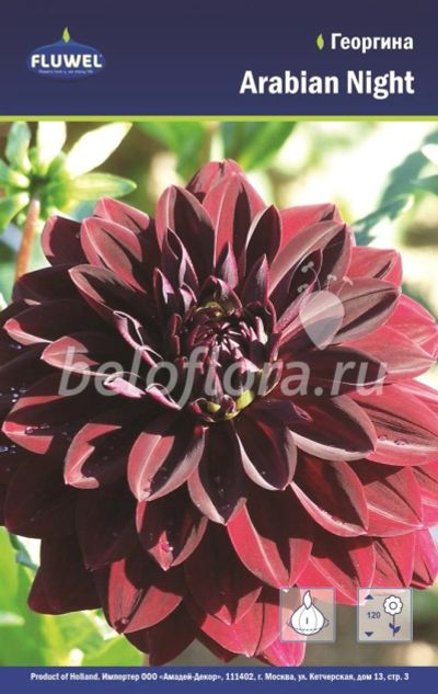 Лот: 7085685. Фото: 1. Георгина Black Touch, Блэк Тач... Садовые цветы