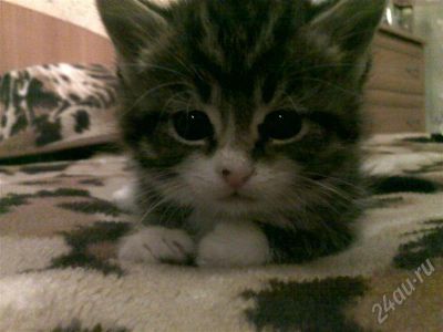 Лот: 668896. Фото: 1. Котенок симпатяжка. Остальные животные