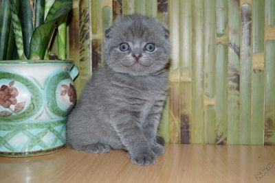 Лот: 1403070. Фото: 1. Шотландская плюшка. Кошки, котята
