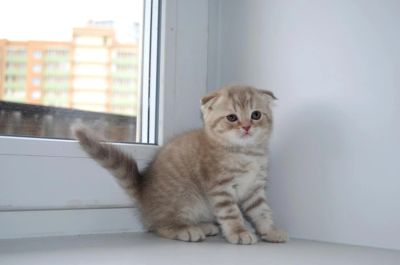 Лот: 7222334. Фото: 1. Шотландский вислоухий мальчик... Кошки, котята