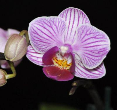 Лот: 8250385. Фото: 1. Орхидея мини Фаленопсис. Горшечные растения и комнатные цветы