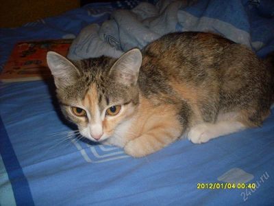 Лот: 1335358. Фото: 1. кошка!!!. Кошки, котята