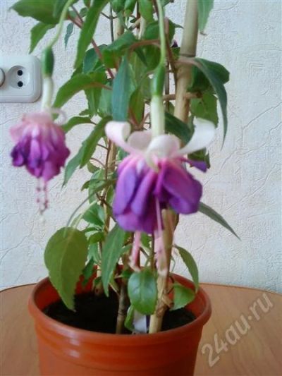 Лот: 389760. Фото: 1. Фуксия. Горшечные растения и комнатные цветы