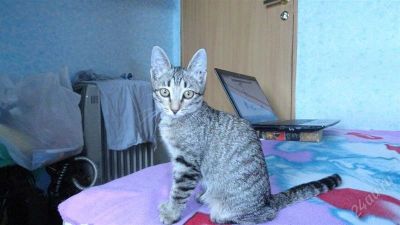 Лот: 2033319. Фото: 1. отдам милую полосатую кошечку. Кошки, котята