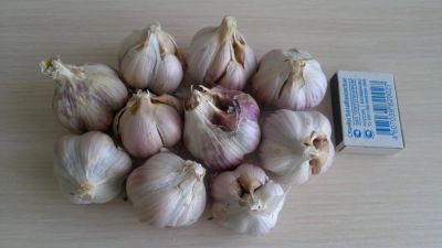 Лот: 3940195. Фото: 1. чеснок домашний. Овощи, фрукты, зелень