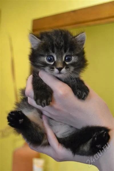 Лот: 1129372. Фото: 1. Котёнок. Остальные животные