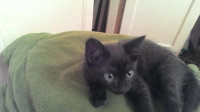 Лот: 4592090. Фото: 1. Красивого котенка в хорошие руки... Кошки, котята