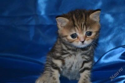 Лот: 2908646. Фото: 1. Шотландские малыши. Кошки, котята