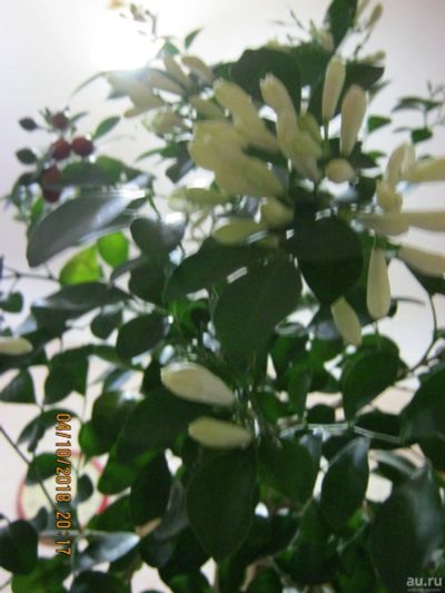 Лот: 7781234. Фото: 1. муррайя №38. Горшечные растения и комнатные цветы