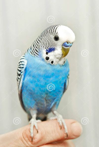 Лот: 19960508. Фото: 1. Отдам волнистого попугая с клеткой. Птицы