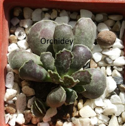 Лот: 7835432. Фото: 1. Адромисхус Купера (Adromischus... Горшечные растения и комнатные цветы