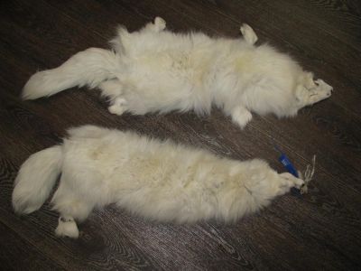 Лот: 3909717. Фото: 1. Шкуры песец. Песец шкуры!. Материалы и сырьё