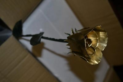 Лот: 3672433. Фото: 1. Роза на 14 февраля. Подарки на 8 марта