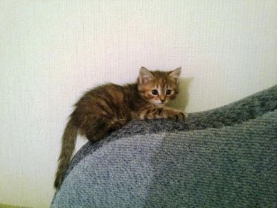 Лот: 6519581. Фото: 1. Сибирские котята! 2 месяца. Кошки, котята