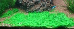 Лот: 6607891. Фото: 1. (Hemianthus callitrichoides «Cuba... Водные растения