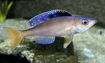 Лот: 3296721. Фото: 1. Цыхлиды о.Танганьика: Cyprichromis... Рыбки