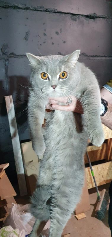 Лот: 17076969. Фото: 1. Кот 1.5 года. Кошки, котята