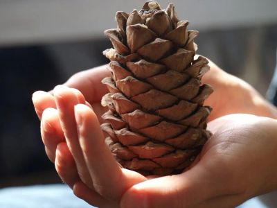 Лот: 7923038. Фото: 1. Куплю свежих кедровых шишек или... Ягоды, орехи