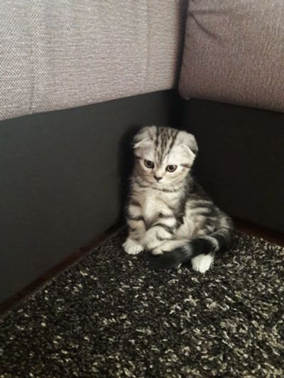 Лот: 13994353. Фото: 1. Мраморная вислоухая кошечка. Кошки, котята