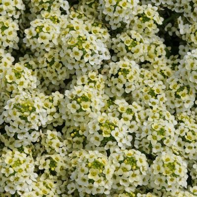 Лот: 10775077. Фото: 1. Алиссум морской (медунки) (Alyssum... Садовые цветы