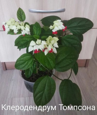Лот: 19396811. Фото: 1. Клеродендрум Томпсона цветущий... Горшечные растения и комнатные цветы
