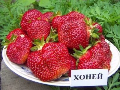 Лот: 13329443. Фото: 1. Клубника Хоней. Ягоды