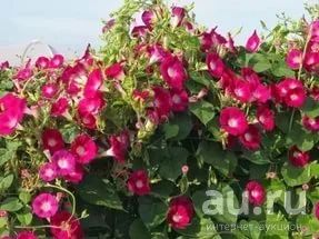 Лот: 9711592. Фото: 1. Рассада ипомеи "Скарлетт" красной... Садовые цветы