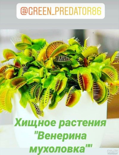 Лот: 17466331. Фото: 1. Хищное растения "Венерина мухоловка... Горшечные растения и комнатные цветы