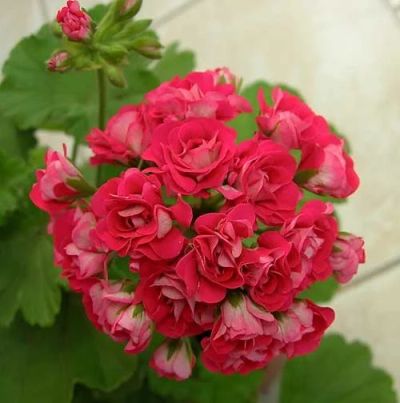 Лот: 4374606. Фото: 1. Пеларгония розовидная Pink Rambler. Горшечные растения и комнатные цветы