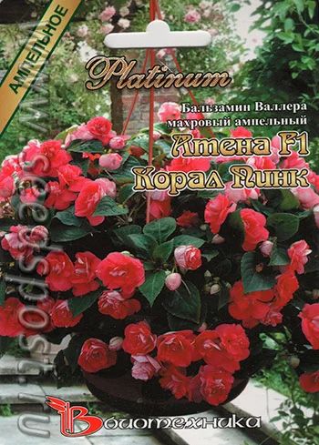 Лот: 5443060. Фото: 1. Рассада Бальзамина махрового ампельного. Другое (семена, рассада, садовые растения)