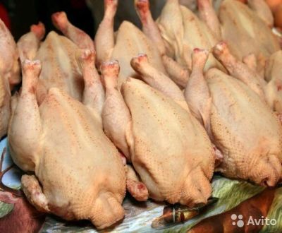 Лот: 10439602. Фото: 1. Куры 1шт. Молоко и молочные продукты
