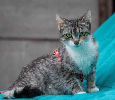 Лот: 4504344. Фото: 1. Кошка мышеловка даром!. Кошки, котята