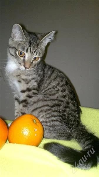 Лот: 2369622. Фото: 1. Отдам котенка в добрые руки. Кошки, котята