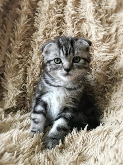 Лот: 10891733. Фото: 1. Плюшевые шотландские котята вислоушки. Кошки, котята