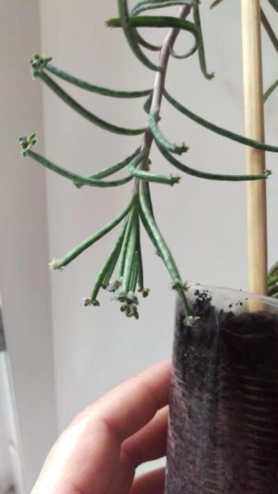 Лот: 9904507. Фото: 1. Kalanchoe tubiflora. Горшечные растения и комнатные цветы