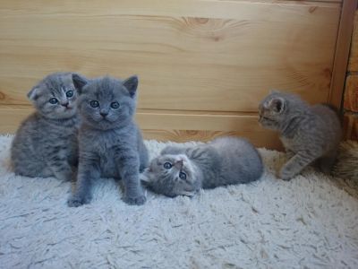 Лот: 7592142. Фото: 1. Шотландские котята. Кошки, котята
