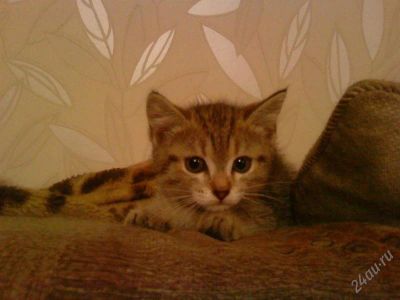 Лот: 1979134. Фото: 1. Котенок молодой в добые руки). Кошки, котята
