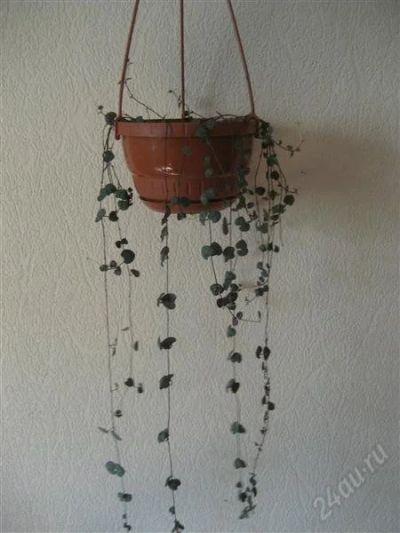 Лот: 1220261. Фото: 1. Церопегия Вуда (ceropegia woodii... Горшечные растения и комнатные цветы