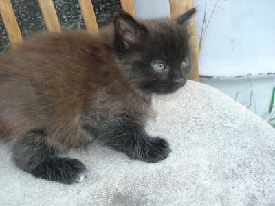 Лот: 8246711. Фото: 1. отдам двух котят,оба котики. Кошки, котята
