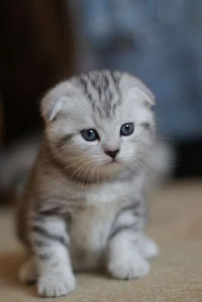 Лот: 8564292. Фото: 1. Приму в дар котенка до 2х месяцев... Кошки, котята