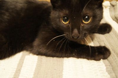Лот: 6738628. Фото: 1. Отдам котенка в добрые руки. Кошки, котята