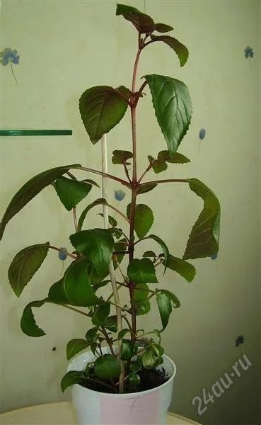 Лот: 1799731. Фото: 1. Фуксия (7). Горшечные растения и комнатные цветы