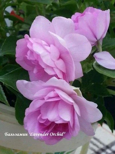 Лот: 9922149. Фото: 1. Бальзамин махровый сортовой Lavender... Горшечные растения и комнатные цветы