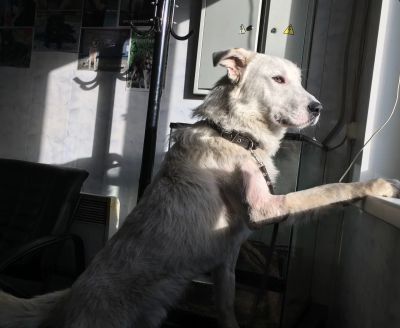 Лот: 11016871. Фото: 1. Шикарный пес АЙСберг ( привезем... Собаки, щенки