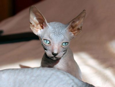 Лот: 8209376. Фото: 1. Котята Донского Сфинкса. Кошки, котята