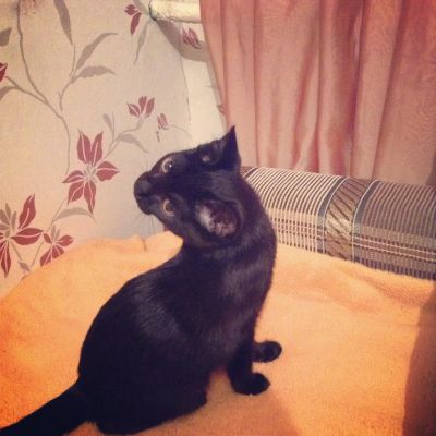 Лот: 3610999. Фото: 1. Отдается в добрые руки очаровательный... Кошки, котята