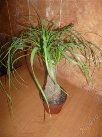 Лот: 2696714. Фото: 1. Нолина 2. Горшечные растения и комнатные цветы